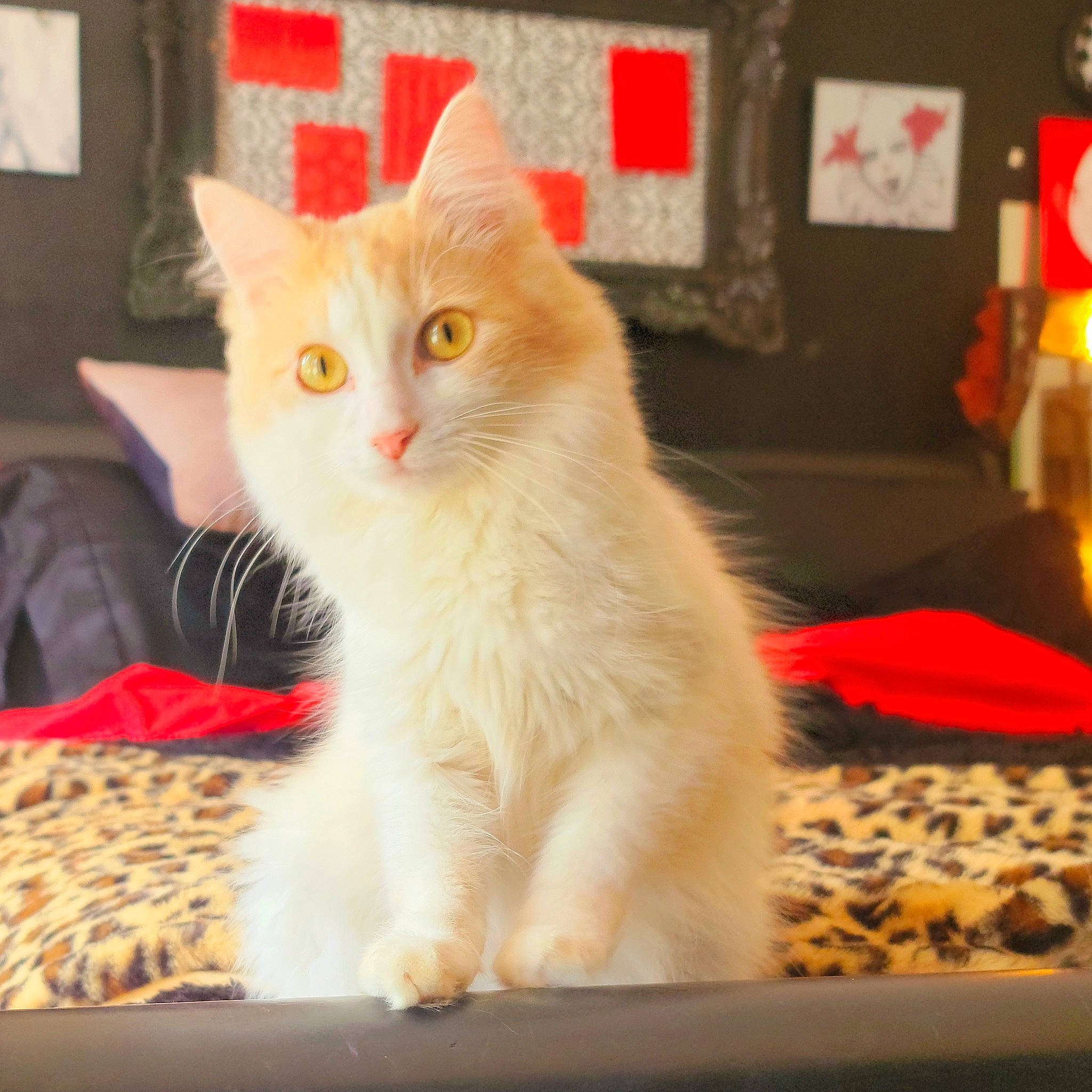 Sir joined the competition — help win amazing prizes! carnivore, cat, cat_furniture, claw, comfort, domestic_short_haired_cat, event, eye, fawn, felidae, fur, orange, paw, photo_caption, sitting, small_to_medium_sized_cats, snout, tail, whiskers, wood