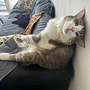Potato joined the competition — help win amazing prizes! animal, blanket, cat, comfortable, couch, cozy, domestic, ears, feline, fur, green_eyes, home, indoor, mammal, pet, relaxed, resting, sideways, whiskers, window