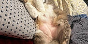 Potato is registered to the contest to win money with this photo: animal, bed, blanket, cat, comfort, cozy, cute, domestic_animal, fluffy, fur, indoor, mammal, paw, pet, pillow, relaxed, resting, sleeping, tail, whiskers