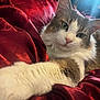 Potato joined the competition — help win amazing prizes! animal, blanket, cat, closeup, cozy, curious, cute, domestic, feline, fur, green_eyes, home, indoor, paw, pet, portrait, red_satin, relaxed, soft_light, whiskers