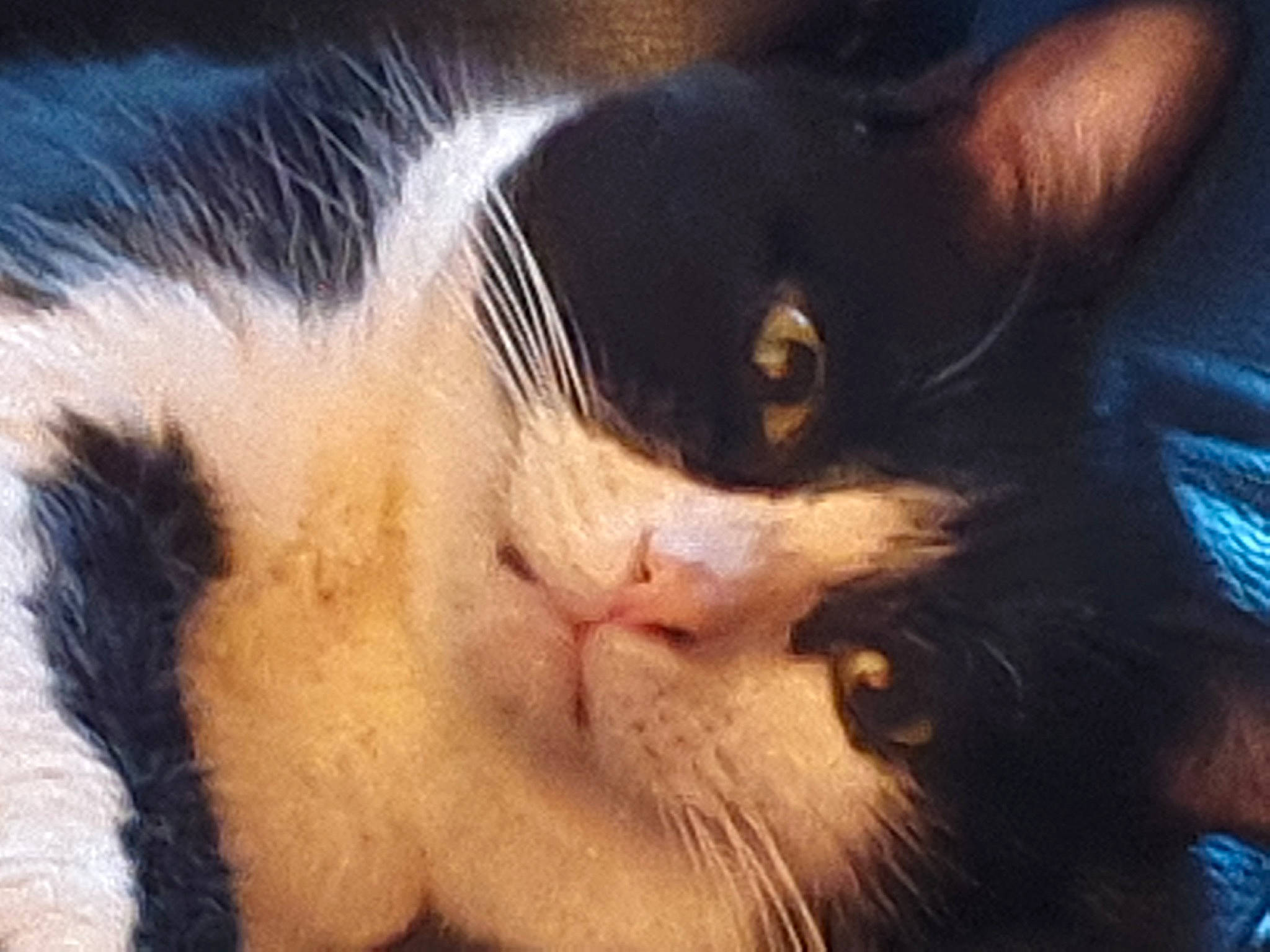 Titi participe au concours pour gagner de l'argent avec cette photo : carnivore, cat, claw, cloud, comfort, domestic_short_haired_cat, ear, felidae, fur, nap, paw, sky, sleep, small_to_medium_sized_cats, snout, square, tail, whiskers