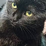 Perle a rejoint le concours — aidez-le/la à gagner de superbes lots ! cat, black_cat, close_up, yellow_eyes, fur, whiskers, pet, animal, curious, portrait, indoor, mammal, feline, cute, domestic_animal, face, head, looking, soft, friend