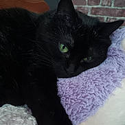 Perle participe au concours pour gagner de l'argent avec cette photo : black_cat, green_eyes, cat, fluffy_blanket, purple_blanket, white_blanket, indoor, resting, cozy, furniture, wooden, brick_wall, pet, animal, close_up, soft_texture, relaxed, whiskers, cute, sleepy