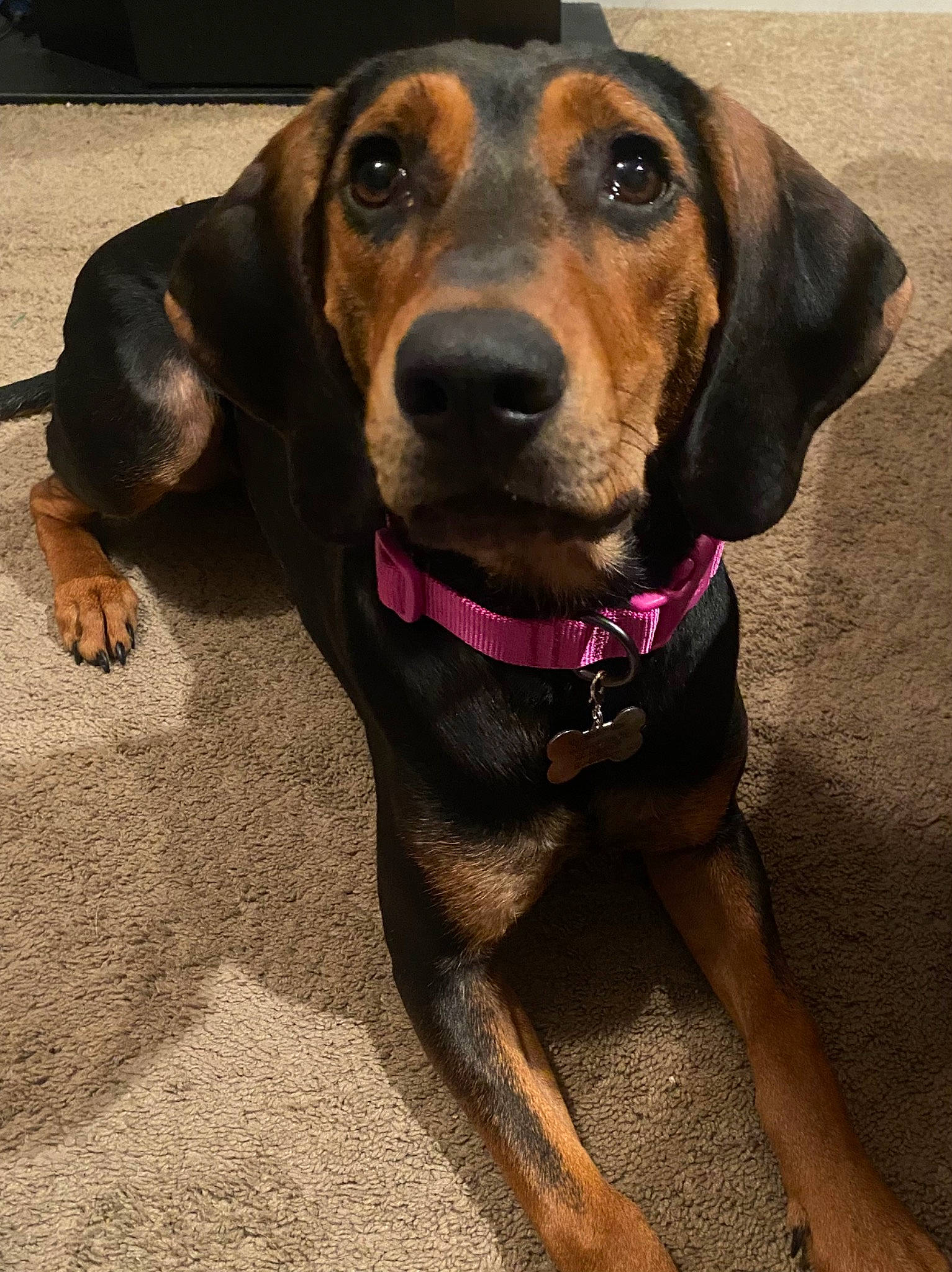 Margo is registered to the contest to win money with this photo: canidae, carnivore, collar, companion_dog, dog, dog_breed, dog_collar, dog_supply, door_handle, eye, fawn, fur, gun_dog, liver, pet_supply, sporting_group, vehicle_door, whiskers, working_animal, working_dog