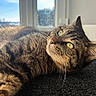 Joy a rejoint le concours — aidez-le/la à gagner de superbes lots ! animal, carpet, cat, close_up, cozy, daylight, feline, fur, green_eyes, home, indoor, mammal, pet, portrait, relaxing, resting, sunlight, tabby_cat, whiskers, window