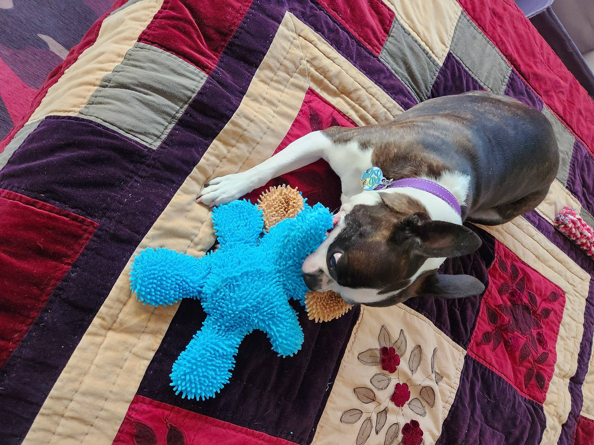 Autumn Rose is registered to the contest to win money with this photo: art, collar, comfort, craft, creative_arts, dog_supply, electric_blue, fashion_accessory, fawn, linens, magenta, pattern, pet_supply, pink, rectangle, red, textile, wool, working_animal, woven_fabric