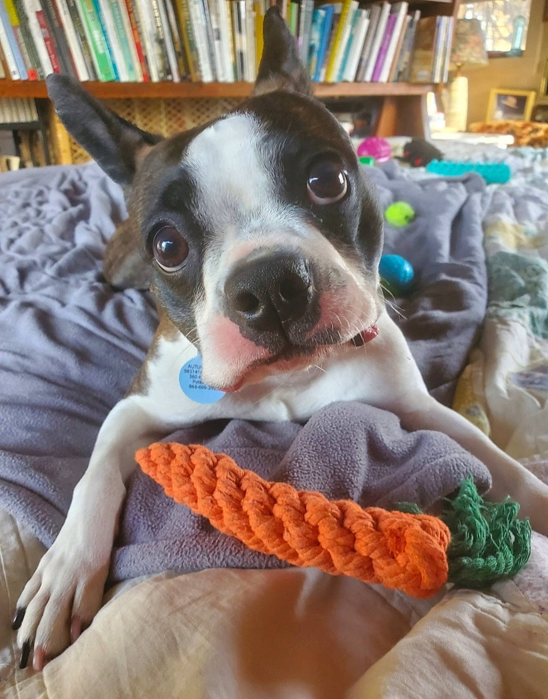 Autumn Rose is registered to the contest to win money with this photo: bookcase, canidae, carnivore, collar, comfort, companion_dog, dog, dog_breed, ear, fawn, linens, paw, publication, shelf, shelving, snout, sporting_group, toy_dog, whiskers, working_animal