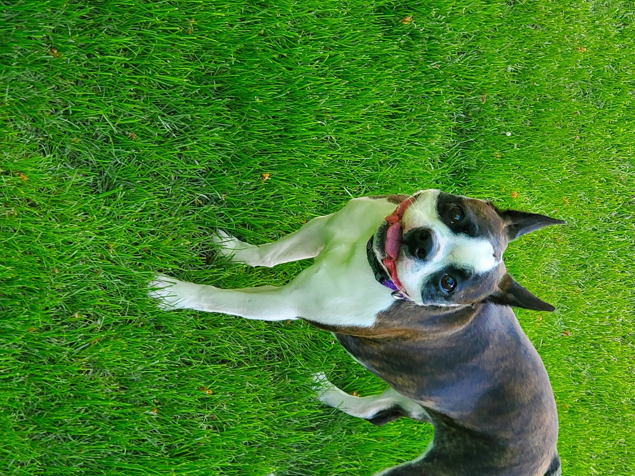 Autumn Rose is registered to the contest to win money with this photo: boston_terrier, carmine, carnivore, collar, companion_dog, dog, dog_breed, dog_collar, dog_supply, grass, grassland, groundcover, non_sporting_group, pet_supply, plant, tail, terrestrial_animal, working_animal