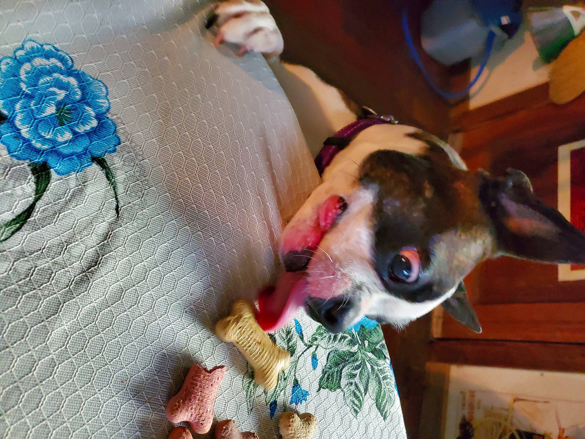 Autumn Rose joined the competition — help win amazing prizes! canidae, carnivore, collar, companion_dog, dog, dog_breed, dog_collar, dog_supply, eyewear, fashion_accessory, fawn, flower, jewellery, petal, sleeve, snout, sporting_group, sunglasses, whiskers, working_animal