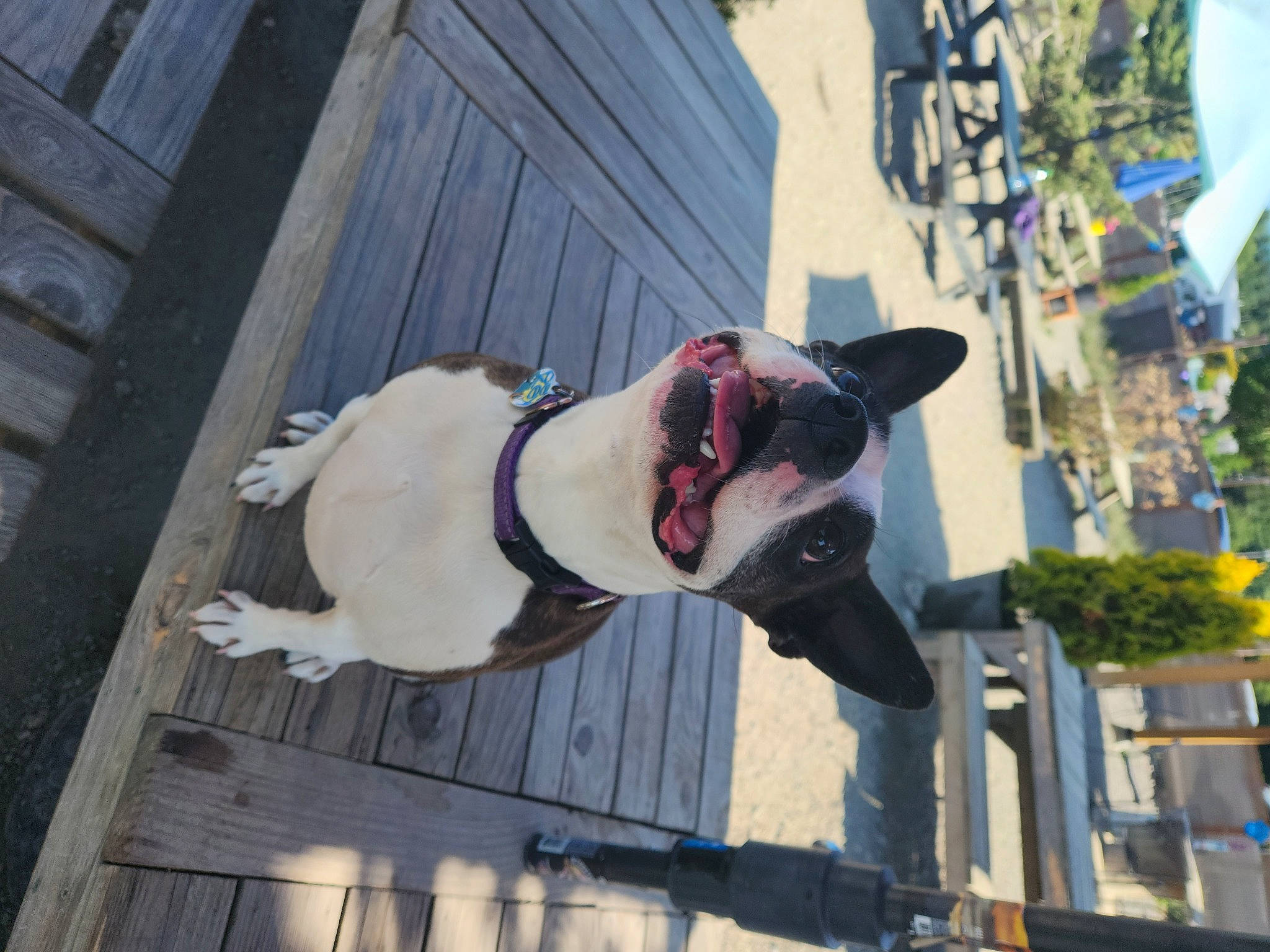 Autumn Rose joined the competition — help win amazing prizes! building, canidae, carmine, carnivore, city, companion_dog, dog, dog_breed, eyewear, facade, fawn, fur, leash, plant, snout, sporting_group, street, tail, tree, window