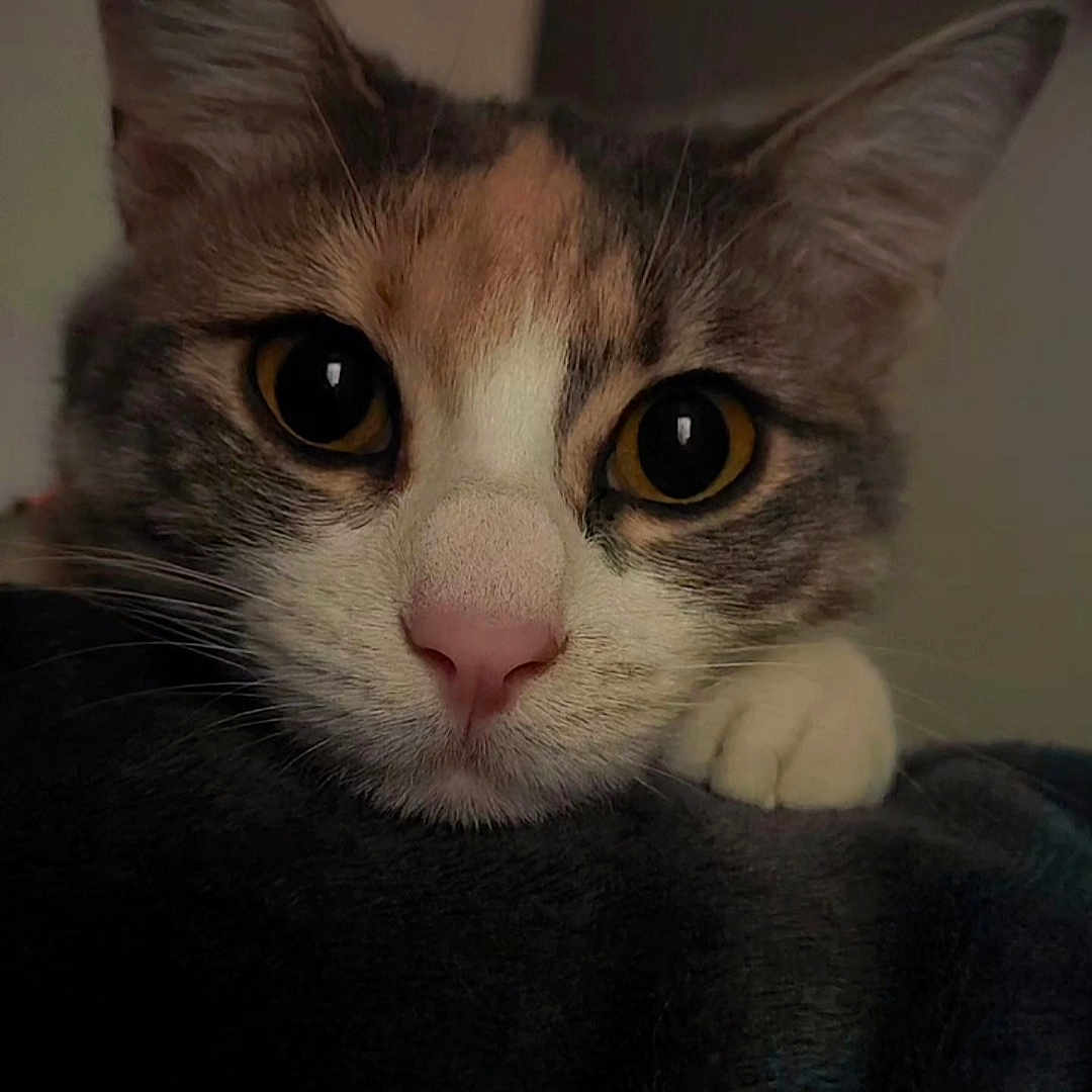 Morphée participe au concours pour gagner de l'argent avec cette photo : animal, cat, close_up, curious, cute, domestic_animal, ears, eyes, face, feline, fur, indoor, mammal, paw, pet, pink_nose, portrait, resting, soft_lighting, whiskers