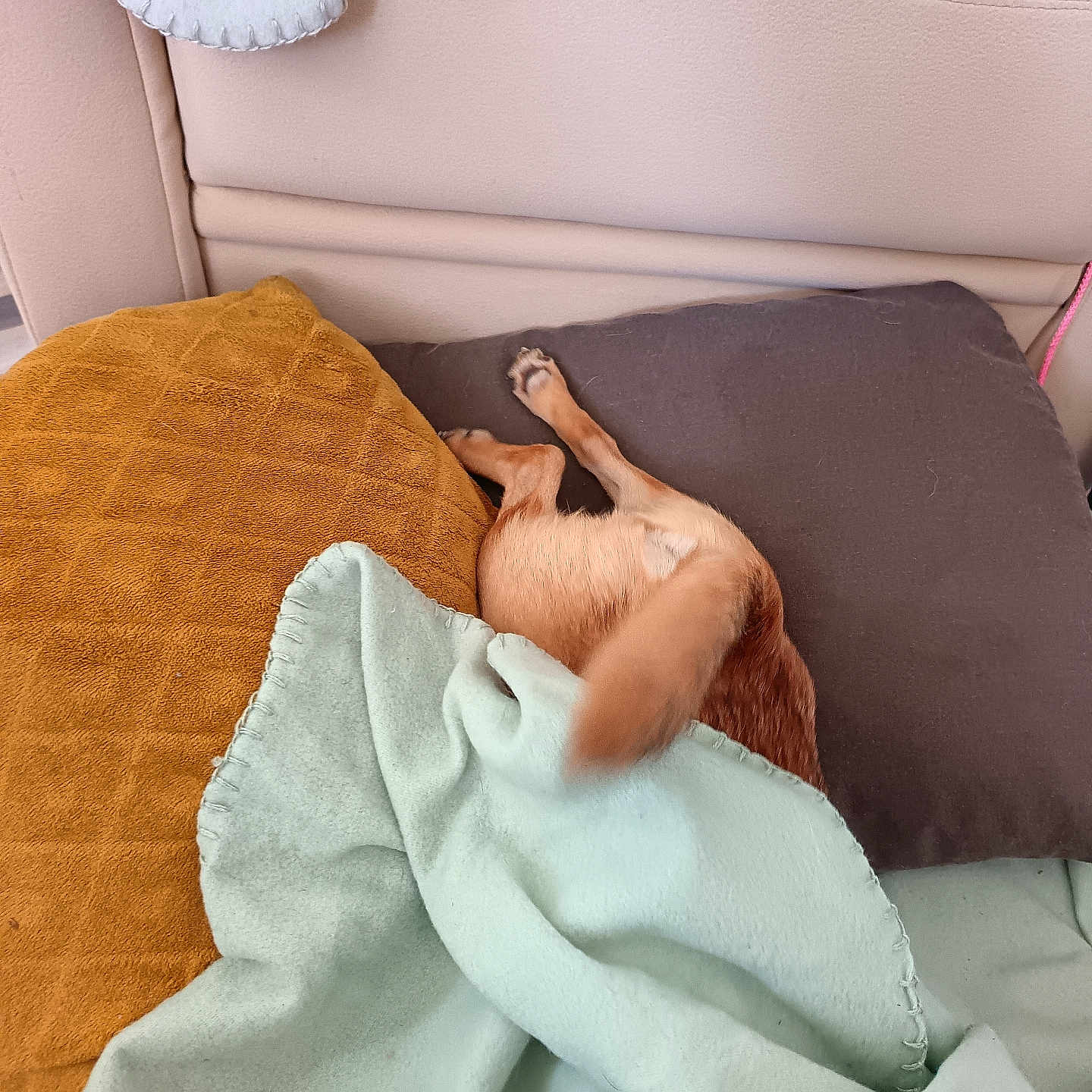 Nounours
