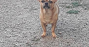 Nounours participe au concours pour gagner de l'argent avec cette photo : animal, bulldog, canine, chihuahua, city, dog, frenchbulldog, gravel, hound, path, pebble, pet, pitbull, puppy, road, rock, slate, soil, street, urban