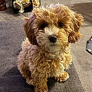 Sandy joined the competition — help win amazing prizes! puppy, dog, curly_hair, brown_fur, white_fur, pet, sitting, indoors, couch, carpet, crate, basket, football, floor, looking_up, cute, animal, collar, home, cozy