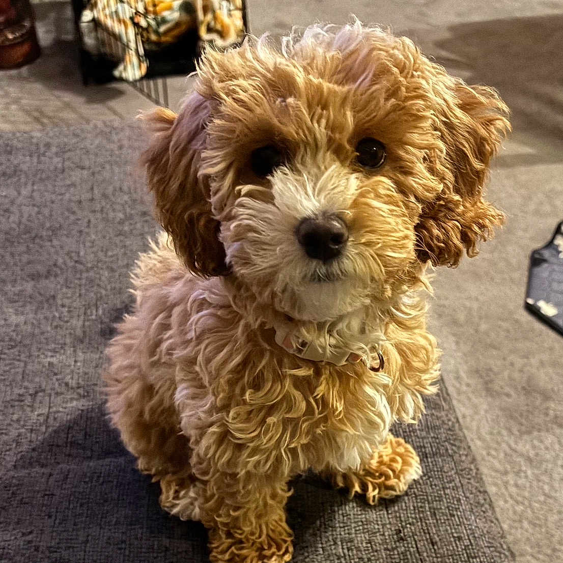 Sandy joined the competition — help win amazing prizes! puppy, dog, curly_hair, brown_fur, white_fur, pet, sitting, indoors, couch, carpet, crate, basket, football, floor, looking_up, cute, animal, collar, home, cozy