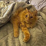 Gabrielle joined the competition — help win amazing prizes! cat, orange_cat, fluffy, pet, bed, blanket, cozy, indoor, fur, sleepy, relaxed, cute, animal, paw, whiskers, domestic_cat, feline, soft, resting, comfort