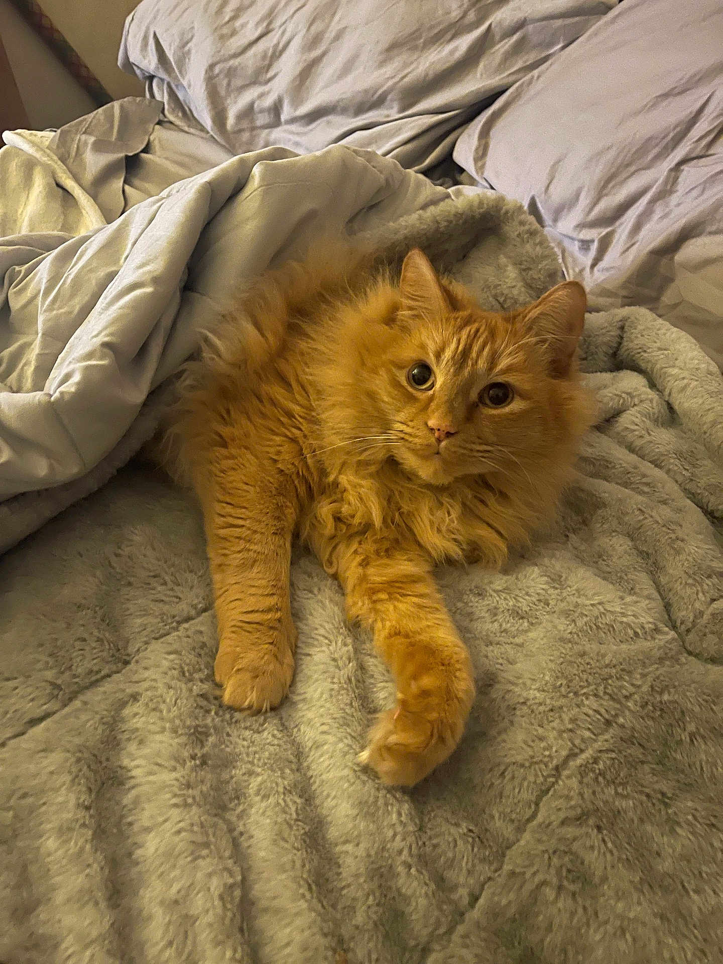 Gabrielle joined the competition — help win amazing prizes! cat, orange_cat, fluffy, pet, bed, blanket, cozy, indoor, fur, sleepy, relaxed, cute, animal, paw, whiskers, domestic_cat, feline, soft, resting, comfort