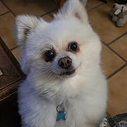 Spitchise participe au concours pour gagner de l'argent avec cette photo : dog, white_dog, fluffy, pet, indoor, tile_floor, fur, cute, animal, collar, tag, small_dog, close_up, face, ears, toy, stuffed_animal, looking_up, house, domestic