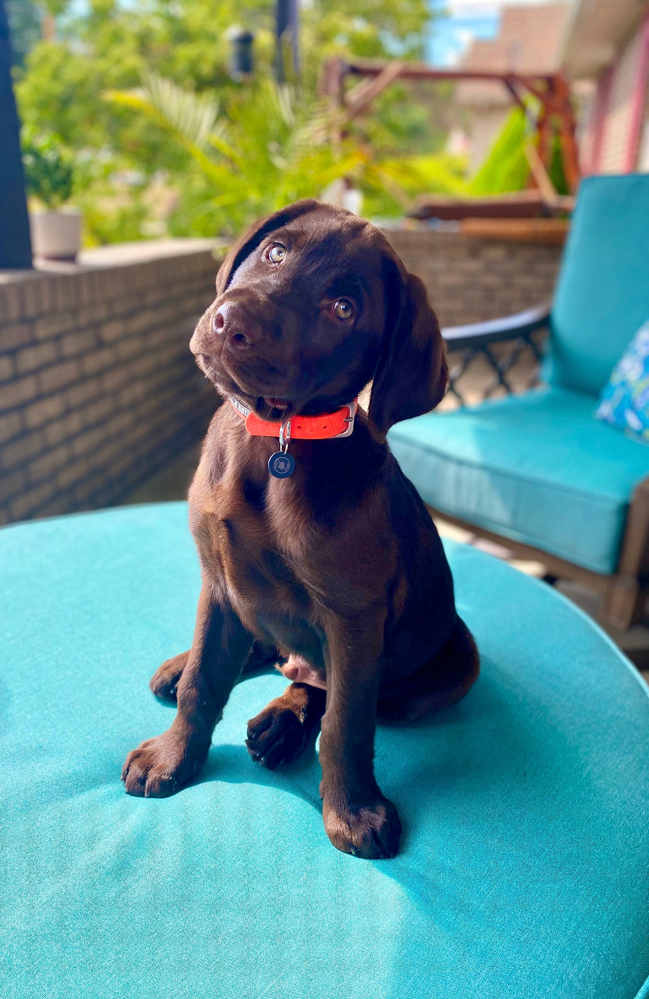 Tucker joined the competition — help win amazing prizes! bavarian_mountain_hound, canidae, carnivore, companion_dog, dog, dog_breed, fawn, labrador_retriever, liver, mammal, pointer, pointing_breed, puppy, rare_breed_dog, sporting_group, vertebrate, vizsla