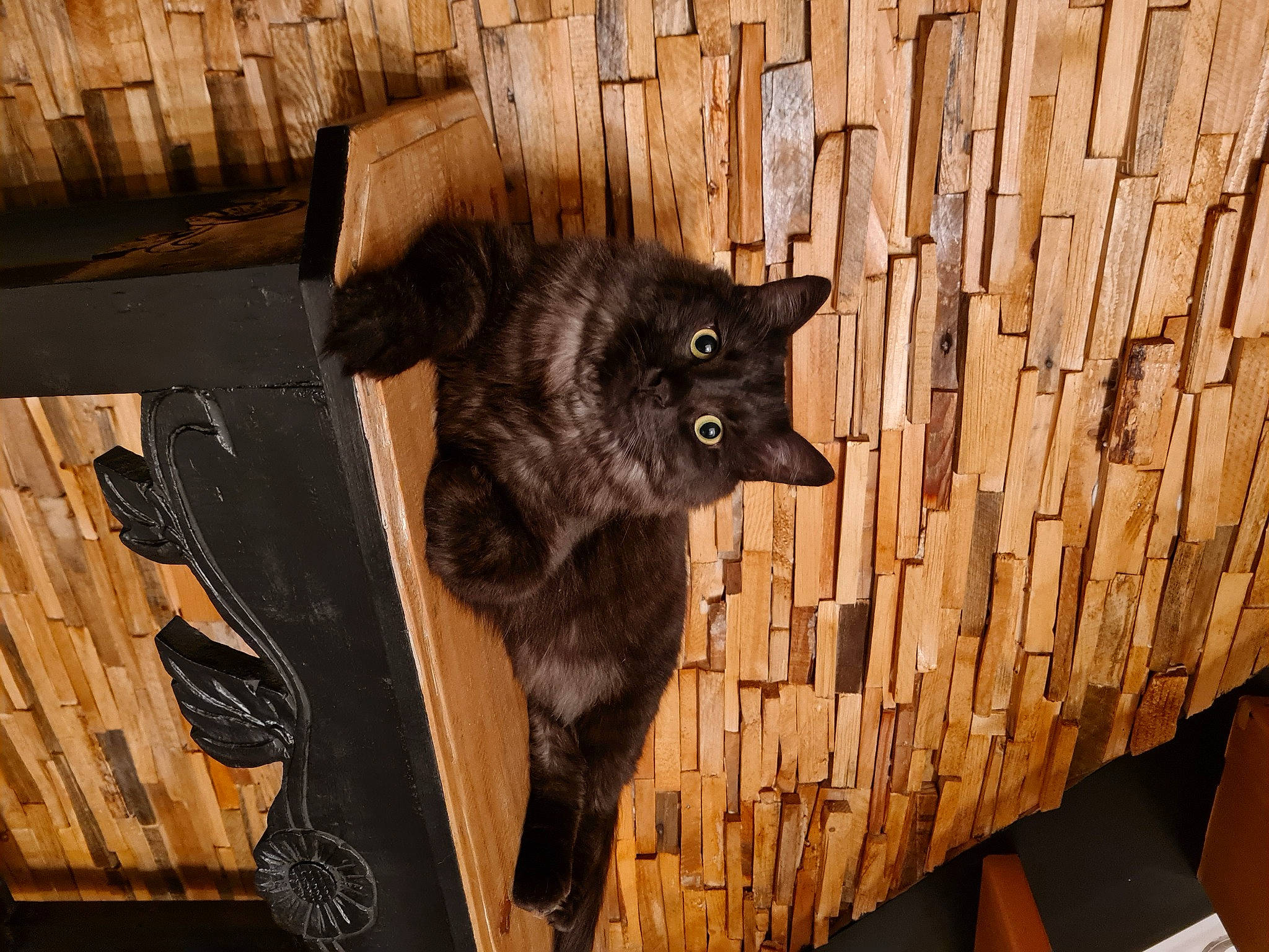 Berlioz a rejoint le concours — aidez-le/la à gagner de superbes lots ! black_cat, bombay, carnivore, cat, claw, dog_breed, domestic_short_haired_cat, felidae, fur, hardwood, plank, room, small_to_medium_sized_cats, snout, tail, terrestrial_animal, whiskers, wood, wood_stain