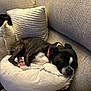 Penny is registered to the contest to win money with this photo: dog, brindle, collar, pillow, couch, cushion, nap, resting, indoor, pet, cozy, relaxed, furniture, home, soft, sleeping, animal, companion, domestic, comfort