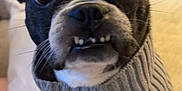 Penny is registered to the contest to win money with this photo: dog, boston_terrier, sweater, close_up, pet, indoor, cozy, cute, black_and_white, teeth, expression, portrait, animal, furniture, couch, pillow, knitwear, small_dog, companion, domestic_animal