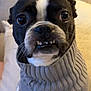 dog, boston_terrier, sweater, close_up, pet, indoor, cozy, cute, black_and_white, teeth, expression, portrait, animal, furniture, couch, pillow, knitwear, small_dog, companion, domestic_animal