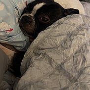 Penny joined the competition — help win amazing prizes! dog, bed, blanket, cozy, sleepy, black_and_white, pet, indoor, snuggled, resting, fur, cute, comfort, animal, relaxed, ear, face, pillow, fabric, home