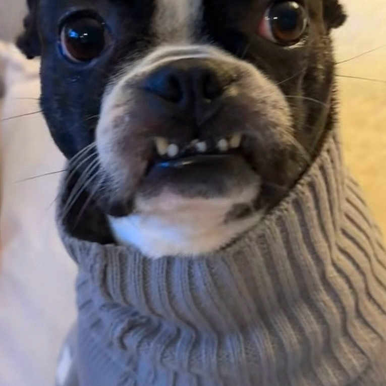 Penny joined the competition — help win amazing prizes! animal, black_and_white, close_up, cozy, cute, dog, expression, eyes, face, facing_camera, fur, indoor, knitted, pet, portrait, small_dog, sweater, teeth, warm, whiskers