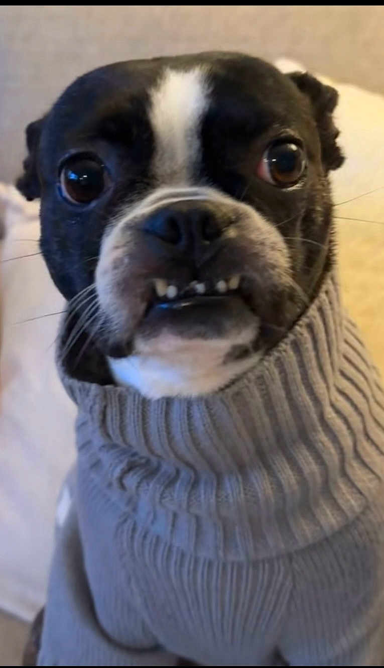 Penny joined the competition — help win amazing prizes! dog, close_up, sweater, knitted, pet, black_and_white, face, teeth, eyes, indoor, cute, portrait, fur, animal, expression, cozy, warm, small_dog, facing_camera, whiskers