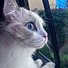 Nico is registered to the contest to win money with this photo: animal, blue_eyes, car_window, cat, close_up, curious, daylight, domestic_cat, feline, fluffy, gray_fur, indoor, looking_out, pet, pink_nose, profile, soft_fur, whiskers, white_fur, window