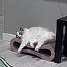 Nico is registered to the contest to win money with this photo: animal, cat, cozy, feline, flooring, fluffy, gray, home, indoor, lazy, lounging, paw, pet, relaxed, resting, rug, scratcher, stretching, white, wooden