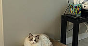 Nico joined the competition — help win amazing prizes! cardboard_scratch_pad, cat, corner, curled_up, domestic_cat, feline, floor, fluffy_cat, household_items, indoor, living_room, modern_interior, pet, remote_control, resting, rug, side_table, television, tissue_box, wall