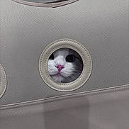 Nico is registered to the contest to win money with this photo: animal, beige, cat, circle, closeup, curious, cute, fabric, face, feline, hiding, hole, indoor, looking, mystery, peeking, pet, pink_nose, whiskers, white_cat