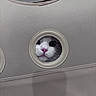 animal, beige, cat, circle, closeup, curious, cute, fabric, face, feline, hiding, hole, indoor, looking, mystery, peeking, pet, pink_nose, whiskers, white_cat