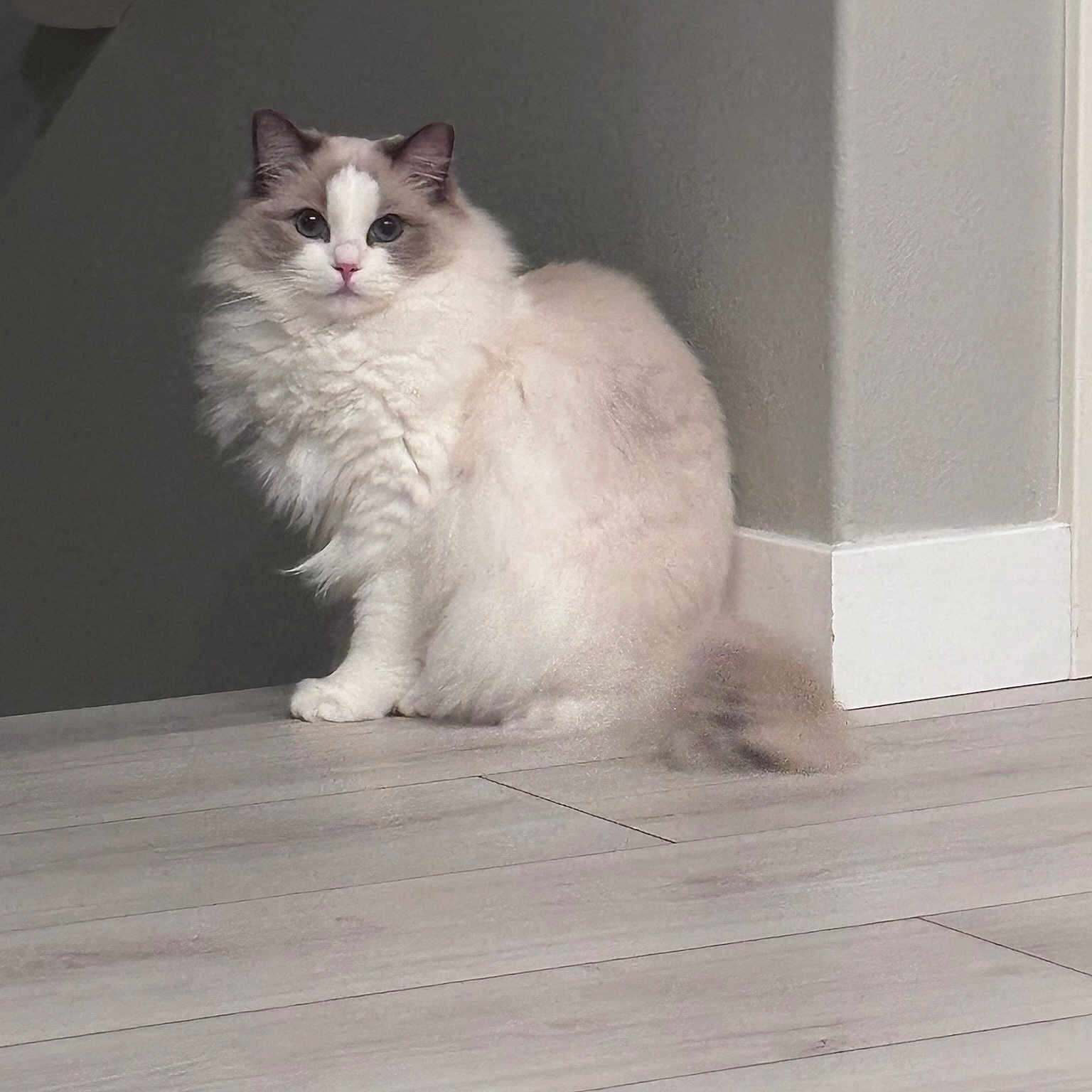 Nico joined the competition — help win amazing prizes! calm, cat, domestic_animal, ears, feline, floor, fluffy, gray_fur, house, indoor, long_hair, looking_at_camera, pet, pink_nose, quiet, sitting, tail, wall, white_fur, wooden_floor