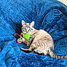 cat, blue_eyes, toy, plush_blanket, blue_blanket, indoor, pet, feline, playful, cute, striped_fur, relaxed, claw, whiskers, tail, paw, comfort, cozy, animal, domestic
