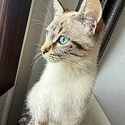 Kiara a rejoint le concours — aidez-le/la à gagner de superbes lots ! cat, blue_eyes, whiskers, fur, window, indoor, pet, animal, portrait, close_up, sitting, looking_away, natural_light, calm, feline, domestic_cat, soft_texture, curtains, white_wall, paws