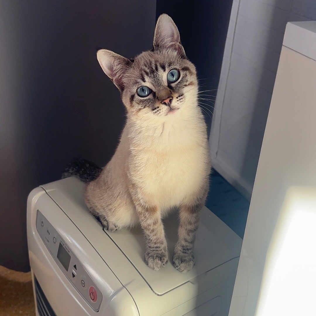 Kiara