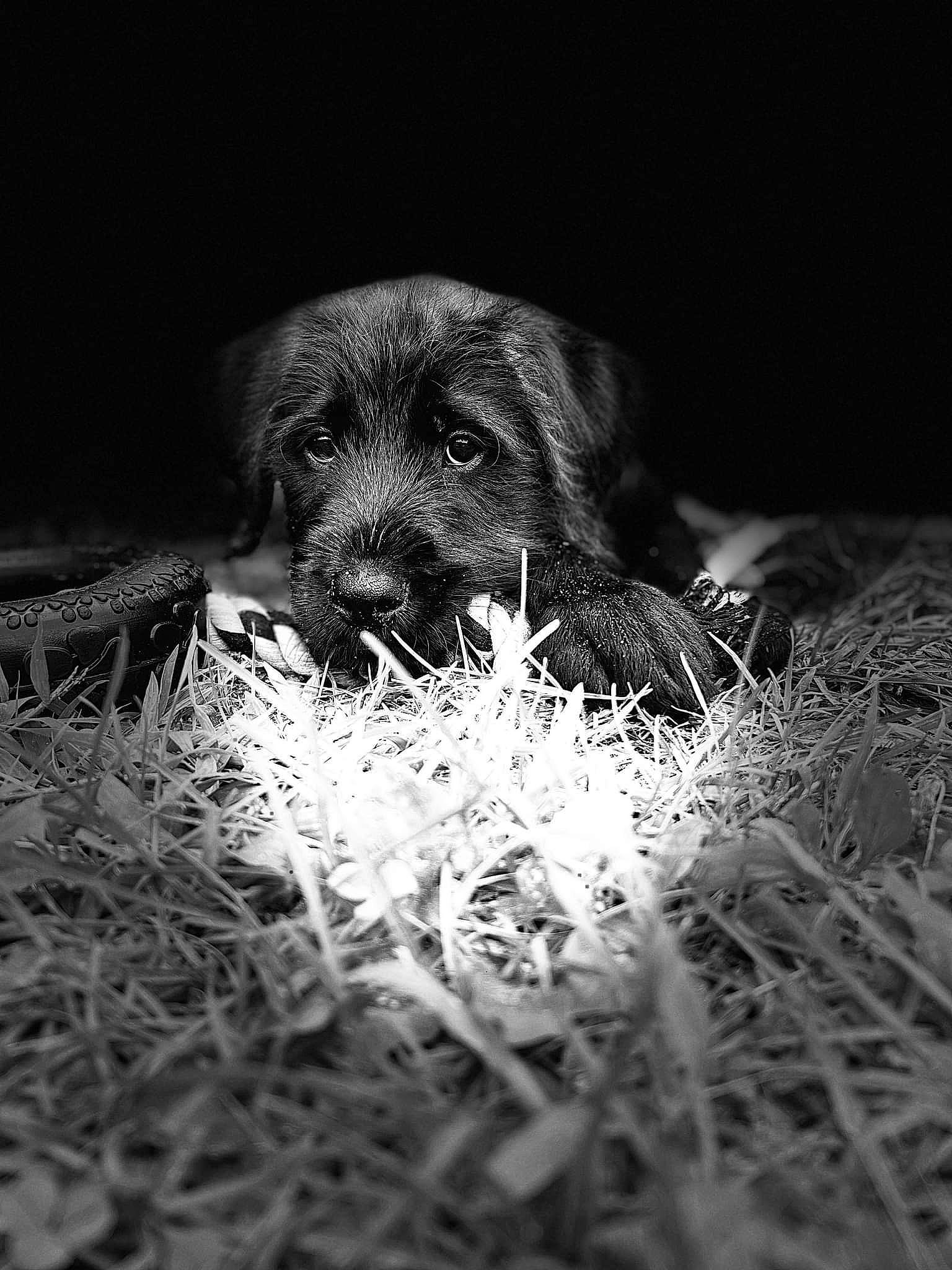 Benny is registered to the contest to win money with this photo: canidae, carnivore, companion_dog, darkness, dog, dog_breed, flash_photography, fur, grass, monochrome, monochrome_photography, plant, snout, soil, sporting_group, terrestrial_animal, whiskers, wildlife, wood, working_animal