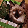 Puck participe au concours pour gagner de l'argent avec cette photo : animal, blue_eyes, box, cardboard_box, cat, closeup, curious, cute, domestic_cat, ears, feline, floor, indoor, looking_up, pet, playful, portrait, siamese_cat, tabby, whiskers