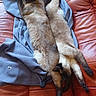 Puck participe au concours pour gagner de l'argent avec cette photo : animal, blanket, brown, cat, companion, couch, cozy, feline, fur, indoor, leather, orange, pet, relaxed, resting, siamese_cat, sleeping, stretching, two_animals, whiskers