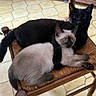 animals, black_cat, cat, cats, chair, companions, cuddling, cute, feline, floor_tiles, fur, indoor, kitten, paw, pets, resting, siamese_cat, tail, whiskers, woven_chair