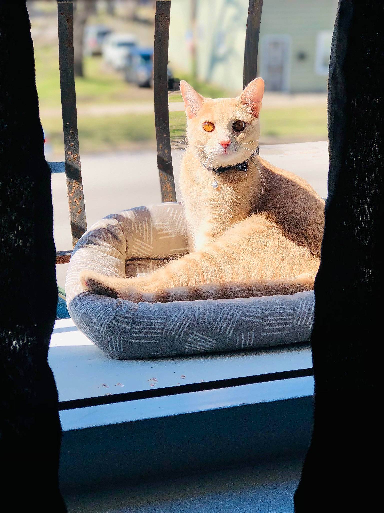 Moose is registered to the contest to win money with this photo: carnivore, cat, chair, comfort, couch, devon_rex, domestic_short_haired_cat, fawn, felidae, fur, gesture, paw, sitting, small_to_medium_sized_cats, tail, textile, tree, whiskers, window, wood