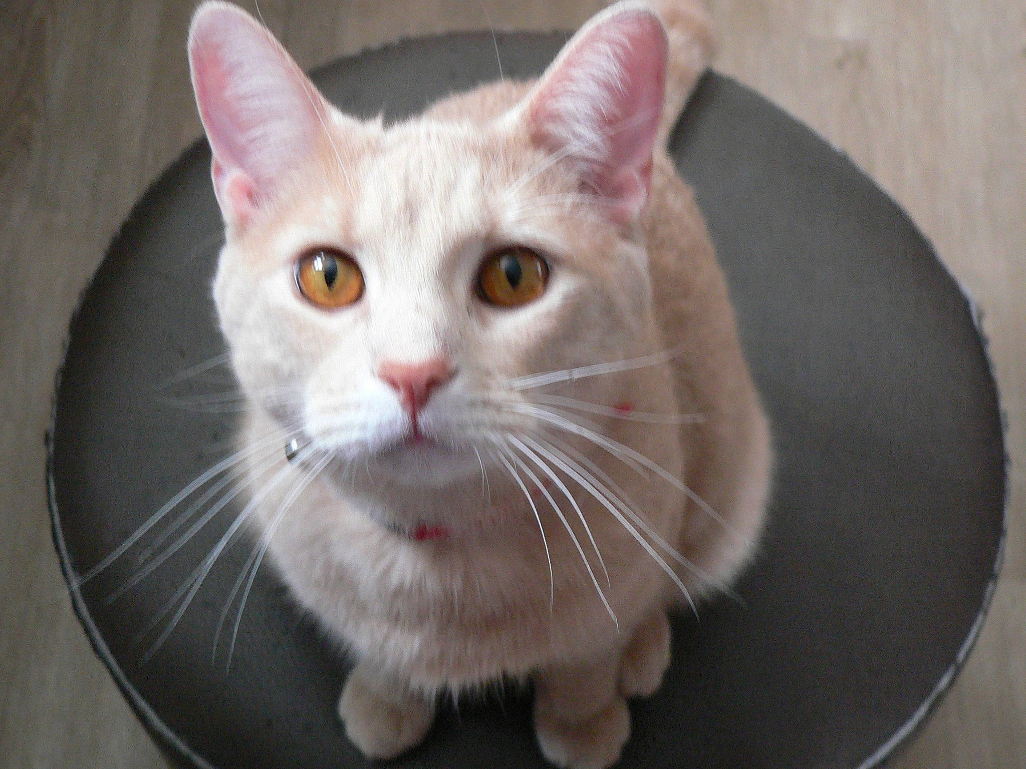 Moose is registered to the contest to win money with this photo: carnivore, cat, domestic_short_haired_cat, eye, fawn, felidae, fur, paw, small_to_medium_sized_cats, snout, tail, whiskers, window