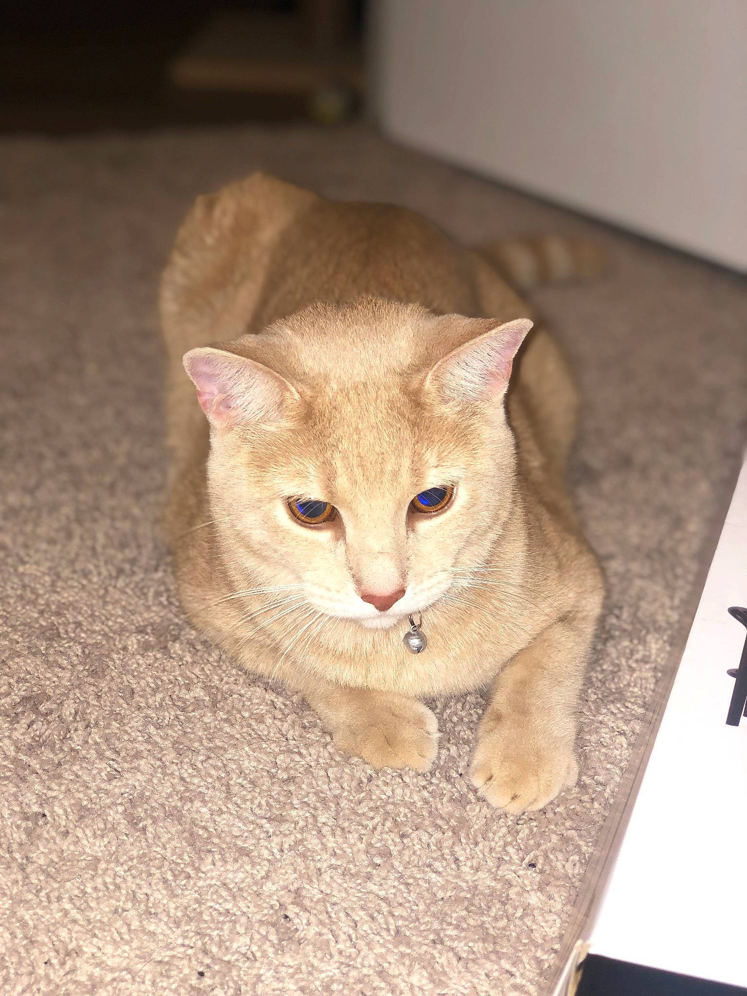 Moose joined the competition — help win amazing prizes! carnivore, cat, cat_toy, claw, domestic_short_haired_cat, eye, fawn, felidae, flooring, fur, hardwood, paw, pet_supply, small_to_medium_sized_cats, snout, symbol, tail, terrestrial_animal, whiskers, wood