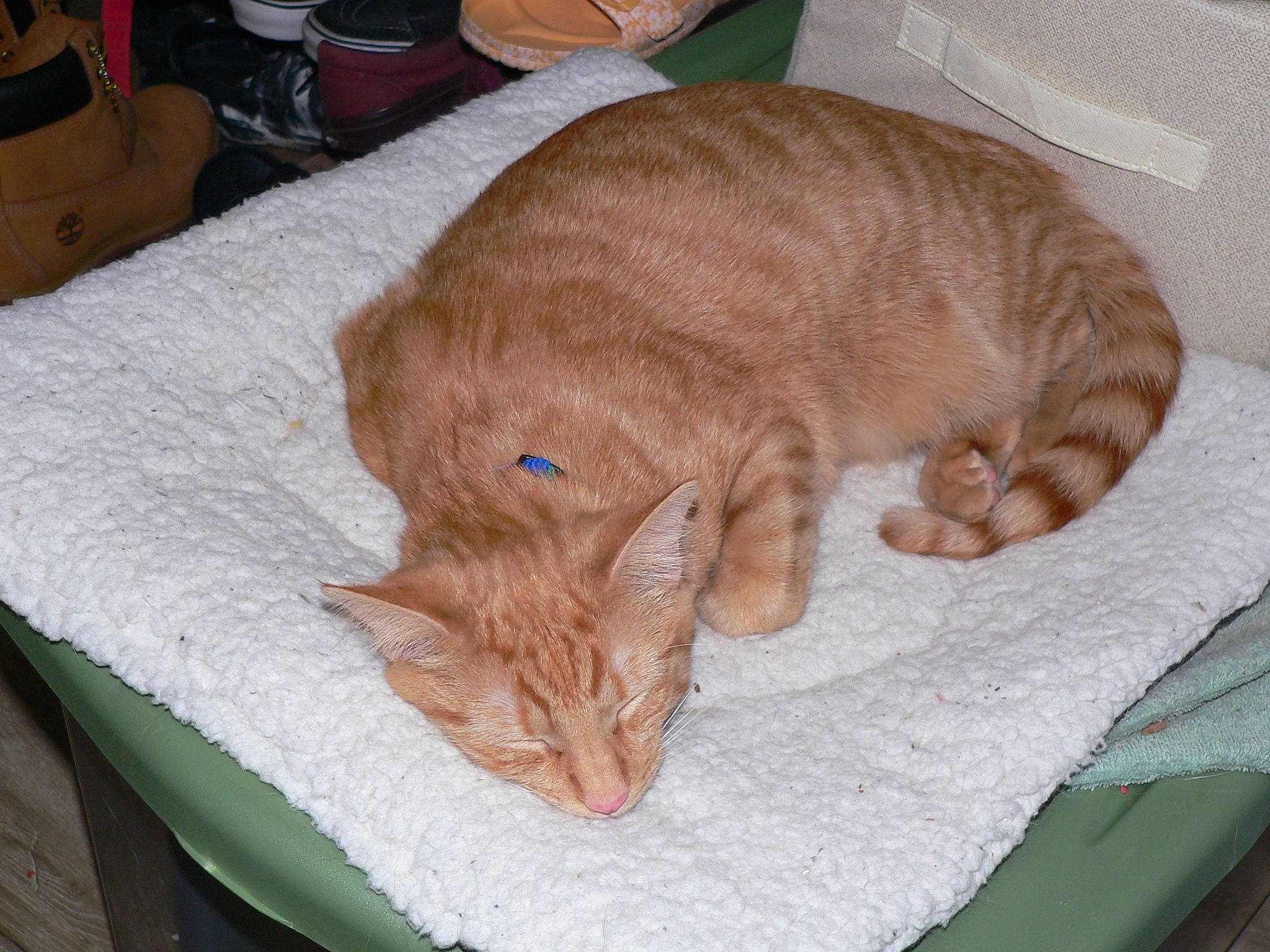 Munch joined the competition — help win amazing prizes! carnivore, cat, cat_bed, cat_supply, claw, comfort, domestic_short_haired_cat, fawn, felidae, fur, linens, nap, paw, pet_supply, sleep, small_to_medium_sized_cats, tail, whiskers, wood, wool