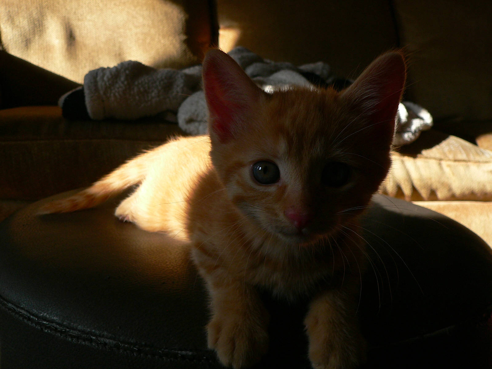 Munch is registered to the contest to win money with this photo: carnivore, cat, claw, comfort, couch, domestic_short_haired_cat, fawn, felidae, fur, paw, small_to_medium_sized_cats, snout, tail, whiskers