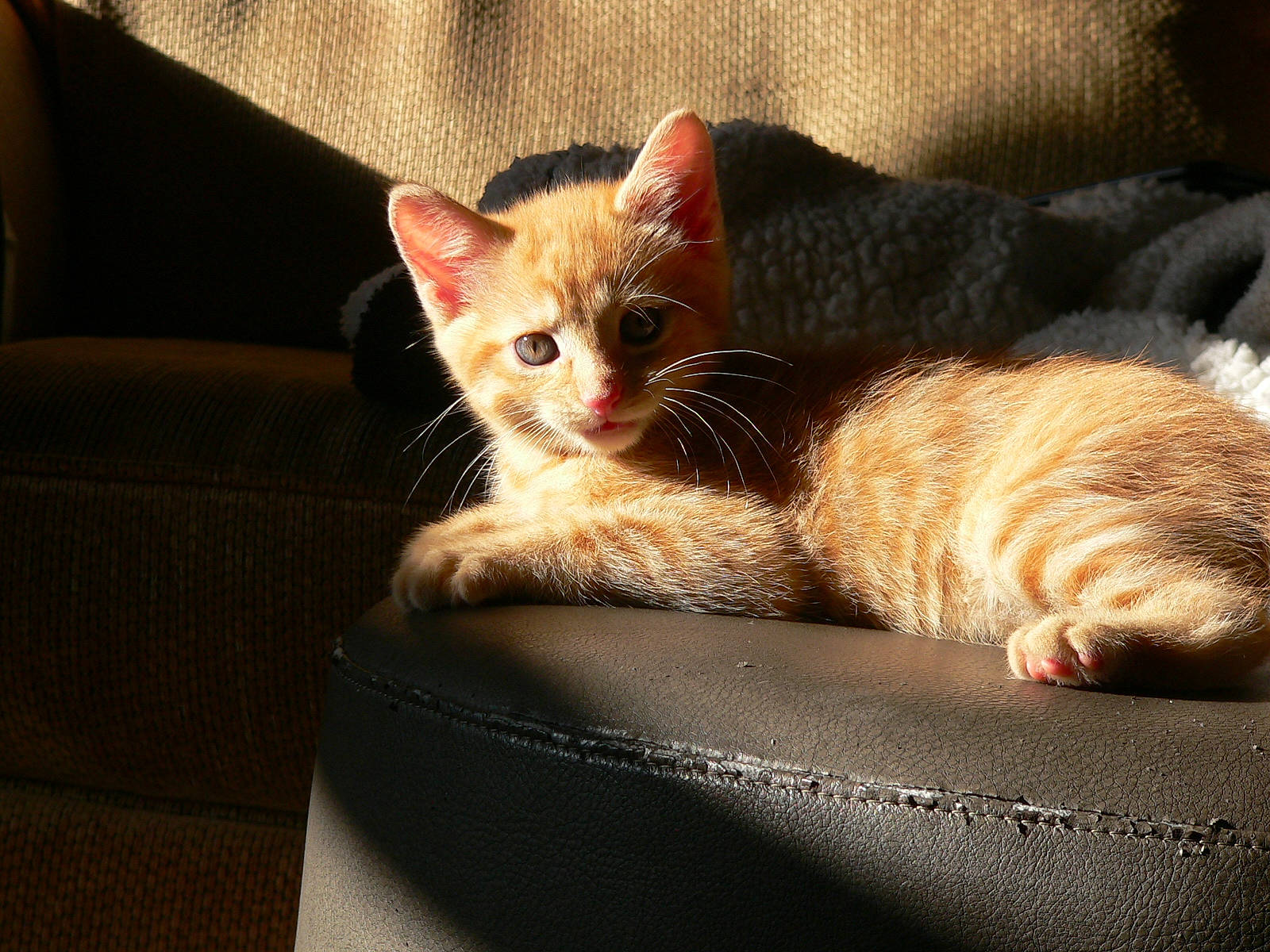 Munch joined the competition — help win amazing prizes! box, carnivore, cat, cat_furniture, cat_supply, claw, comfort, couch, domestic_short_haired_cat, eye, fawn, felidae, fur, paw, sitting, small_to_medium_sized_cats, snout, tail, whiskers, window