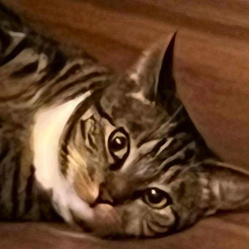 Mia Villanueva joined the competition — help win amazing prizes! abyssinian, animal, cat, egyptiancat, face, hardwood, head, kitten, manx, ocelot, person, pet, sleeping, wood